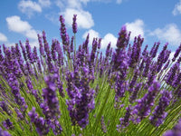 Lavandula latifolia Kraut Anbau in full sun