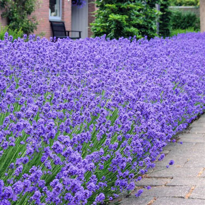 Lavendel Munstead Blumensamen zur Aussaat lang Blüte Saison Traditionssorte & ohne Gentechnik Samen Hausgarten