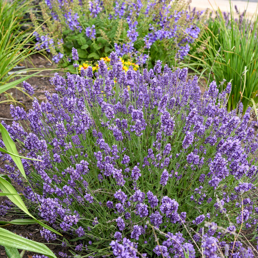 Lavendula Angustifolia Blumensamen zur Aussaat sonnenliebend Traditionssorte & ohne Gentechnik Samen Hausgarten