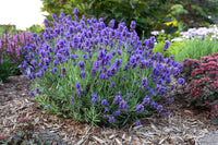 Lavandula Blumensamen zur Aussaat lang Blüte Saison Traditionssorte & ohne Gentechnik Samen Hausgarten