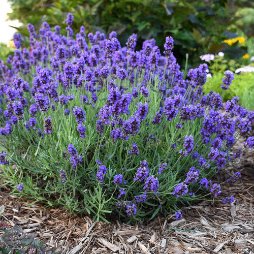Lavendula Angustifolia Blumensamen zur Aussaat sonnenliebend Traditionssorte & ohne Gentechnik Samen Hausgarten