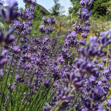 Munstead Lavendel Blumensamen zur Aussaat – Anzucht Lavendel Garten