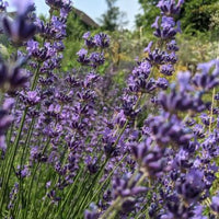 Munstead Lavendel Blumensamen zur Aussaat – Anzucht Lavendel Garten