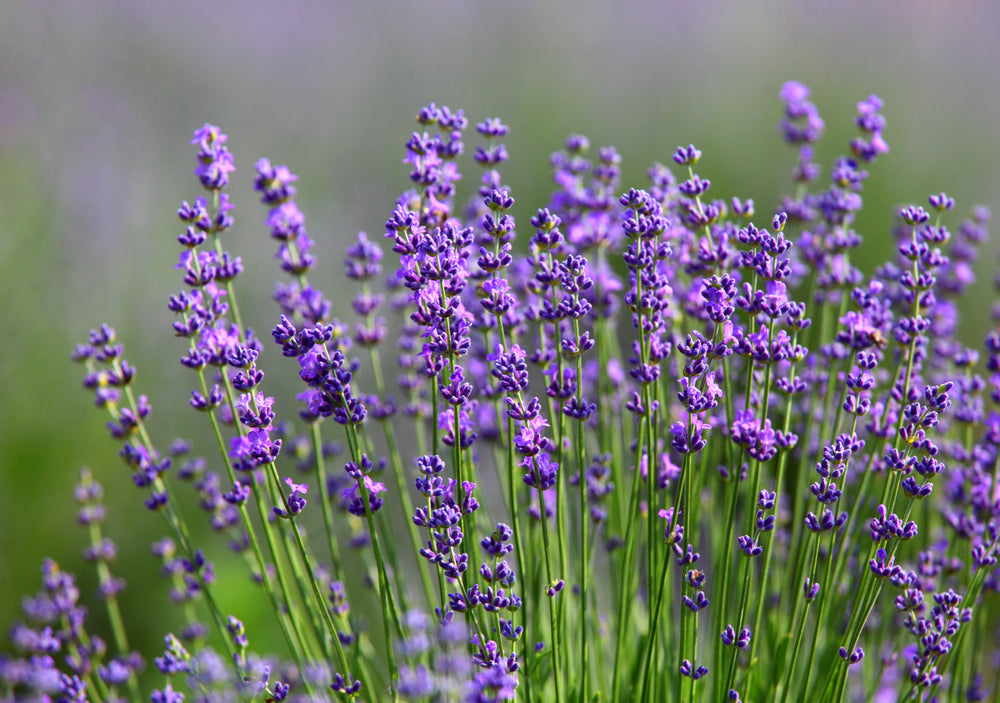 Provence Lavendel Samen zur Aussaat – Anzucht elegant mehrjährig Blumen