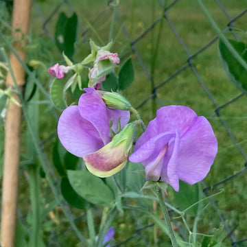Lavendel Wicke Blumensamen zur Aussaat Wildblume Mischung Traditionssorte & ohne Gentechnik Samen Hausgarten