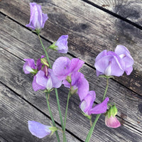 Lavendel Wicke Blumensamen zur Aussaat Wildblume Mischung Traditionssorte & ohne Gentechnik Samen Hausgarten