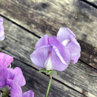 Lavendel Wicke Blumensamen zur Aussaat Wildblume Mischung Traditionssorte & ohne Gentechnik Samen Hausgarten
