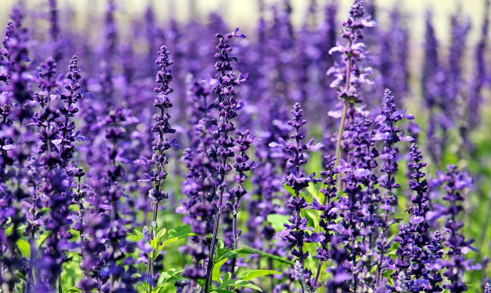 Betony Blumensamen zur Aussaat Bestäuber freundlich Traditionssorte & ohne Gentechnik Samen Hausgarten
