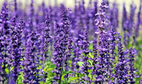 Lila duftend Blumensamen zur Aussaat Drought verträglich Traditionssorte & ohne Gentechnik Samen Hausgarten
