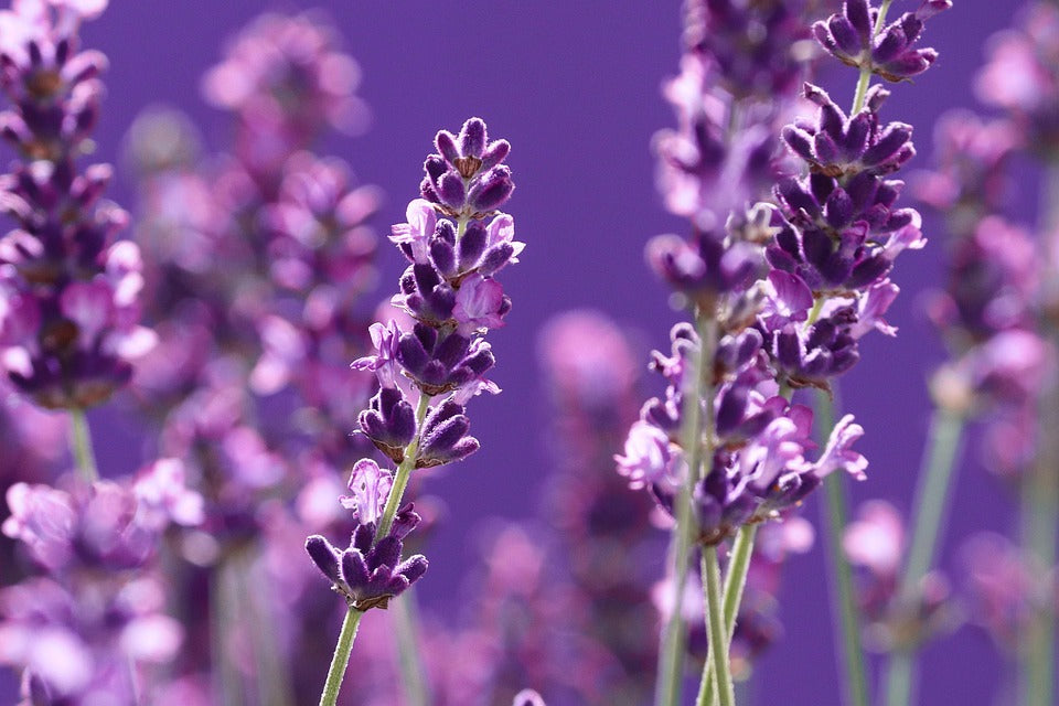 Lila Lavendel Blumensamen zur Aussaat Drought verträglich Traditionssorte & ohne Gentechnik Samen Hausgarten
