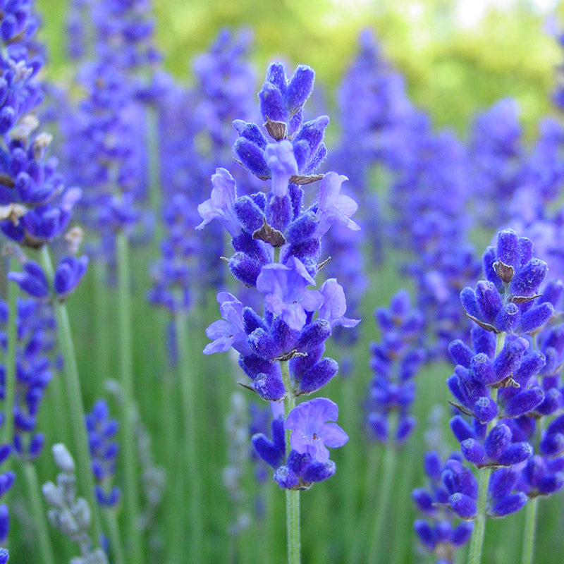 How to pflanze blau lavender samen
