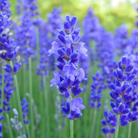 How to pflanze blau lavender samen