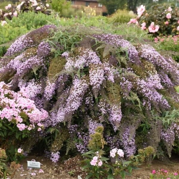 Cascade Blumensamen zur Aussaat – farbenfroh Schau – Traditionssorte & ohne Gentechnik Samen Hausgarten