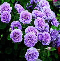 Lavender climbing rose blume samen for anpflanzung