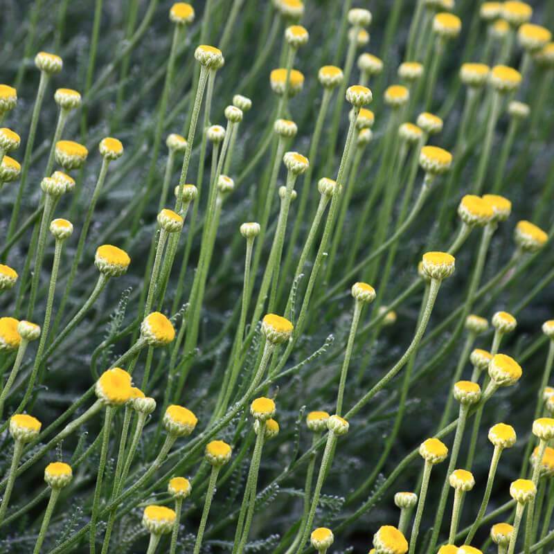Lavender Cotton Samen Santolina chamaecyparissus silver foliage