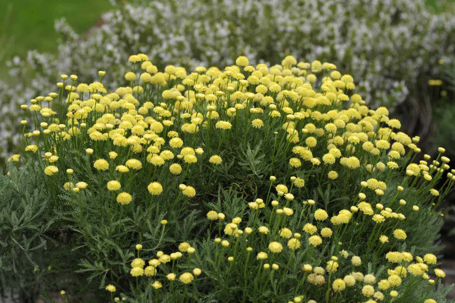 Lavender Cotton yellow button Blumen from Samen