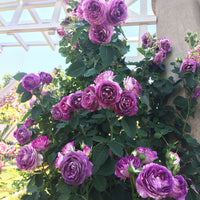 Climbing rose blume samen for anpflanzung - pollinator friendly, heirloom & gmo free samen for home garten
 
 sale for anpflanzung in home garten