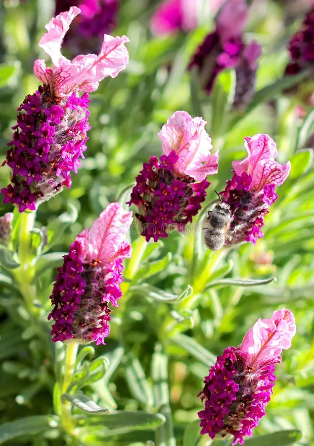 Rot Lavendel Blumensamen zur Aussaat – Schnitt Blume beliebt – Traditionssorte & ohne Gentechnik Samen Hausgarten