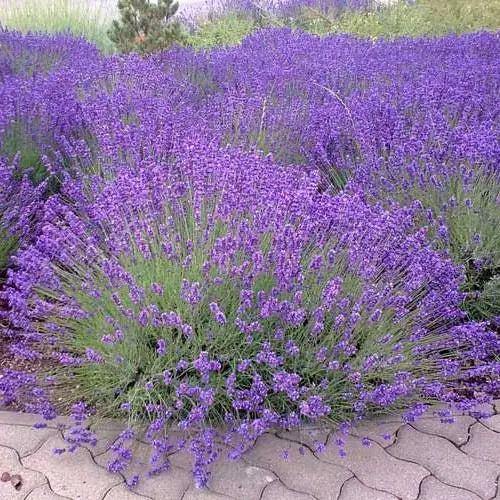 Blau Lavendel Munstead Samen zur Aussaat