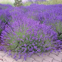 Blau Lavendel Munstead Samen zur Aussaat
