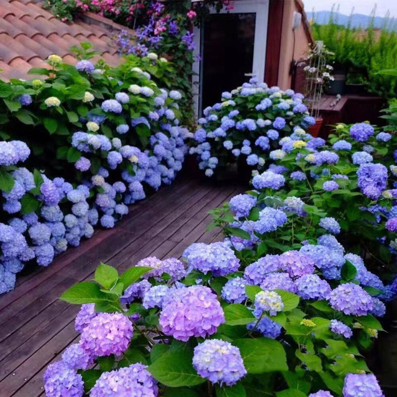 Lavender hydrangea blume samen for anpflanzung