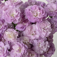 Lavendel Carnations Blumensamen zur Aussaat ideal Rabatten Traditionssorte & ohne Gentechnik Samen Hausgarten
