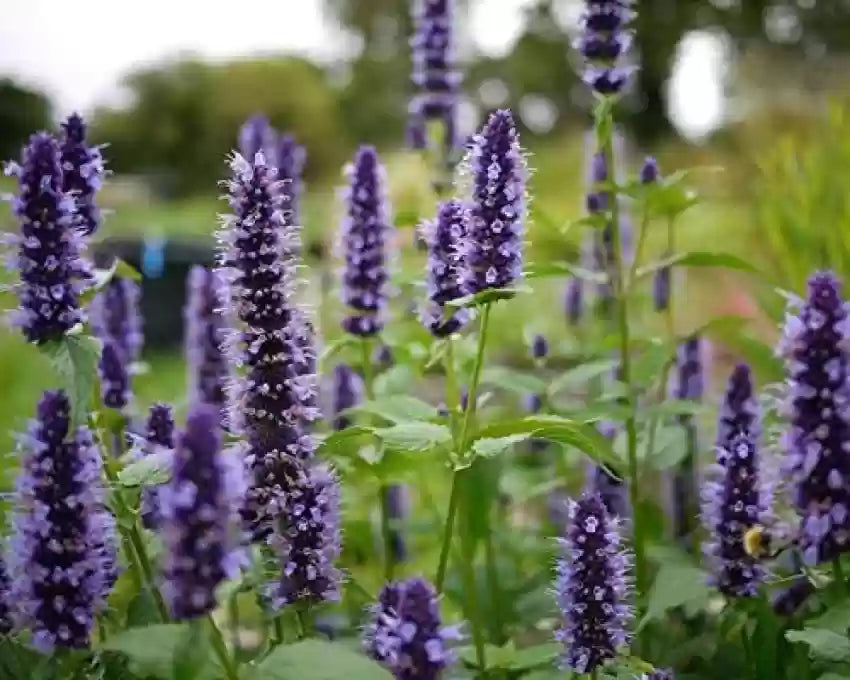 Lavender Mint Blumen Blooming in Garten