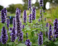 Lavender Mint Blumen Blooming in Garten