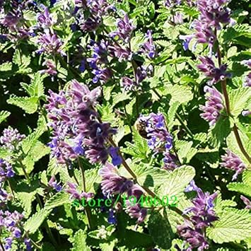 Lavender Mint Samen for Easy Zuhause Gartenarbeit