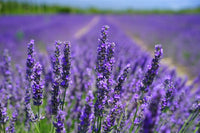 How to grow provence lavender blumen