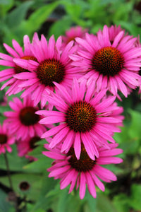 Lavender rose pink coneflower blooms in Garten