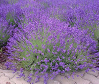 Young Lavender Seedlings Anbau in Full Sun