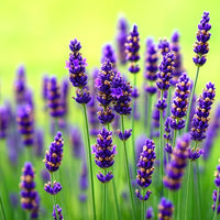 Lavender weiß blume samen for fragrant perennial anpflanzung