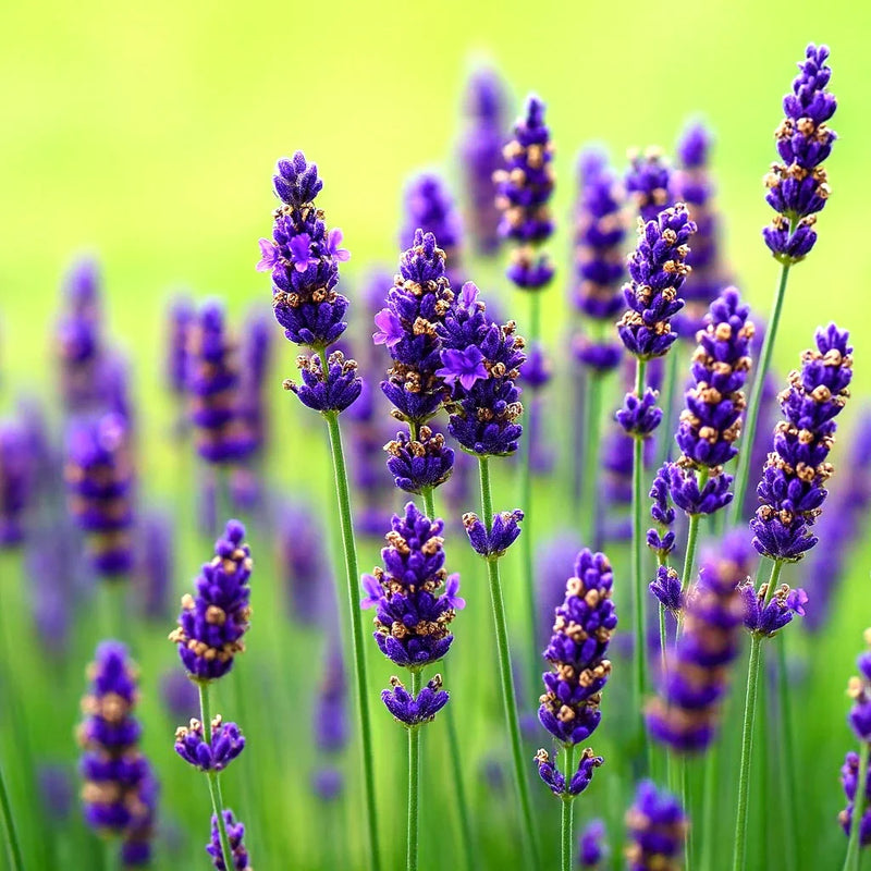 Lavender weiß blume samen for fragrant perennial anpflanzung