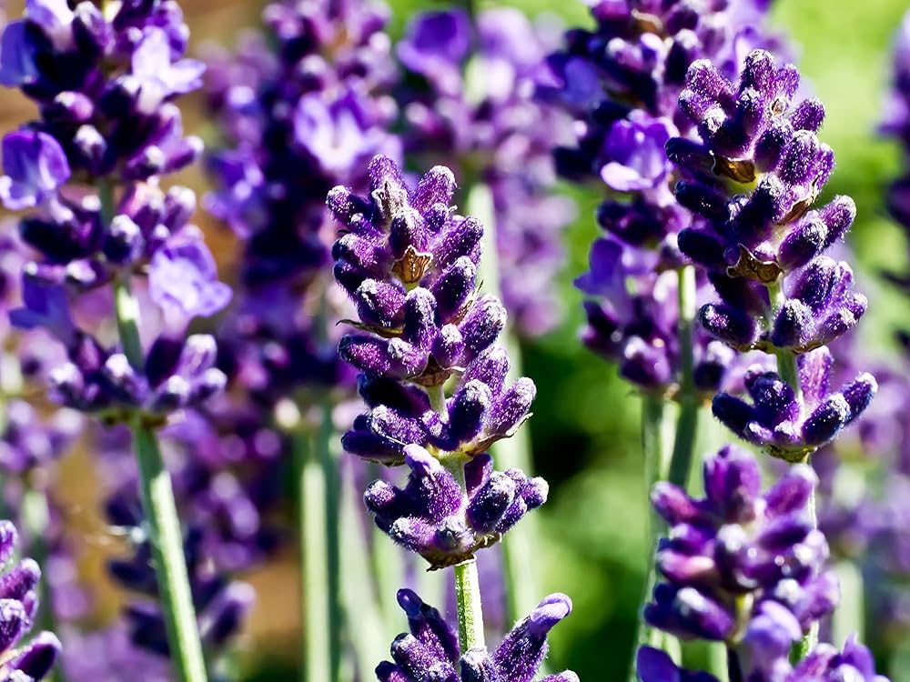 Weiß lavender garten blooms with soothing fragrance