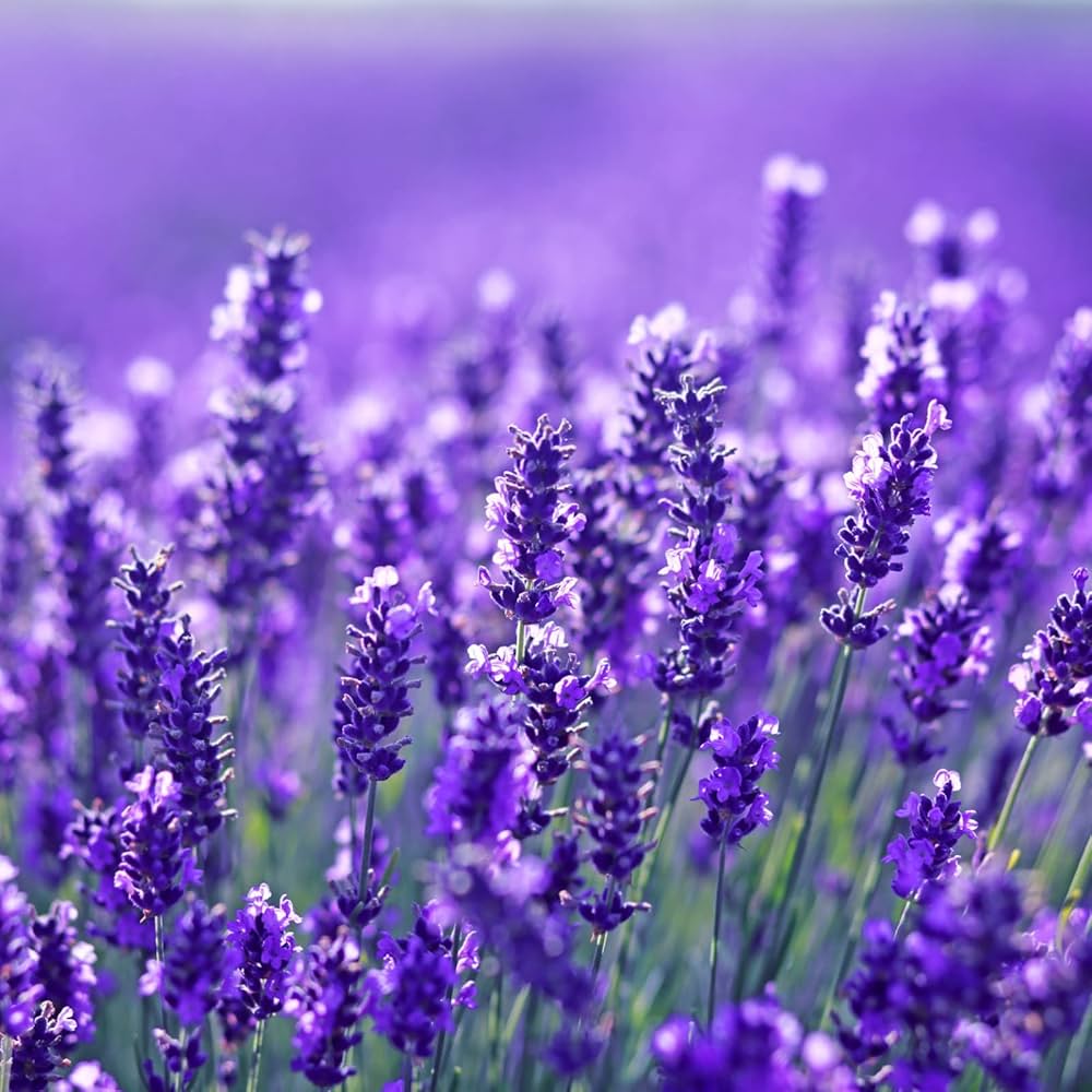 Lavender weiß perennial pflanze samen for home gardens