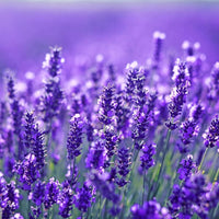 Lavender weiß perennial pflanze samen for home gardens