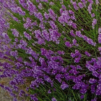 Lavanda blume samen for anpflanzung - cut blume favorite, heirloom & gmo free samen for home garten
 
 sale samen for home garten