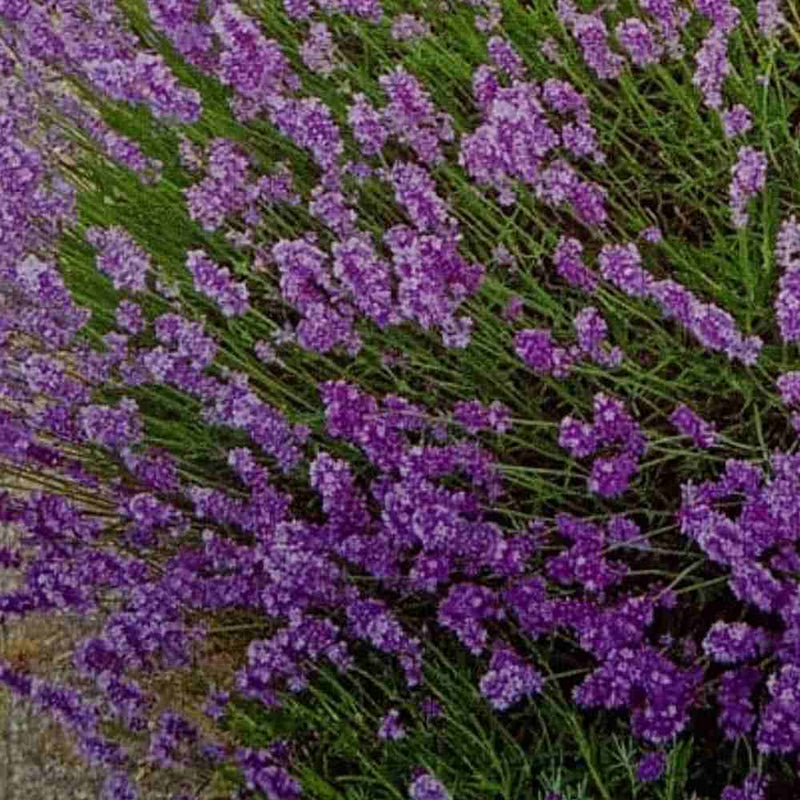 Lavanda blume samen for anpflanzung - cut blume favorite, heirloom & gmo free samen for home garten
 
 sale samen for home garten