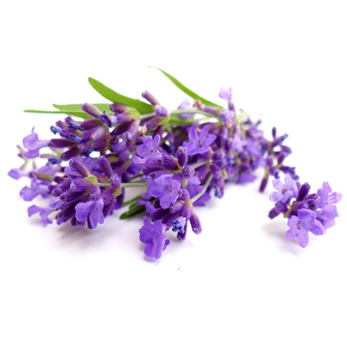 Weiß Lavendel Blumensamen zur Aussaat Garten beliebt Traditionssorte & ohne Gentechnik Samen Hausgarten