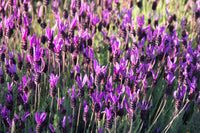 French Lavender Seedlings Anbau in Sunny Soil