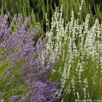 Lavendel Blumensamen zur Aussaat – Schnitt Blume beliebt – Traditionssorte & ohne Gentechnik Samen Hausgarten