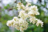 natürlich dye Pflanze Lawsonia inermis var. Alba grown from Samen