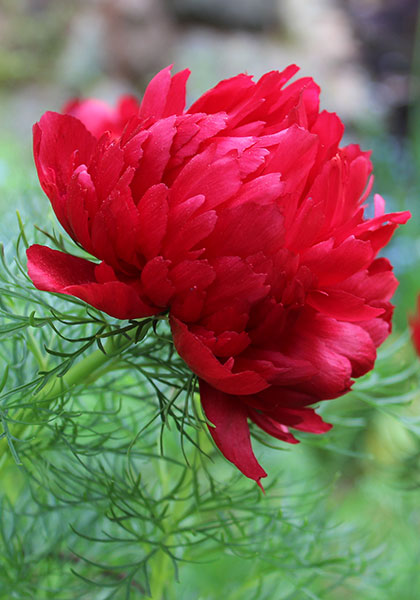 Fern Leaf Pfingstrose Paeonia spp Pflanze Samen zur Aussaat Blume Beet