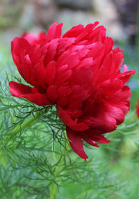 Fern Leaf Pfingstrose Paeonia spp Pflanze Samen zur Aussaat Blume Beet