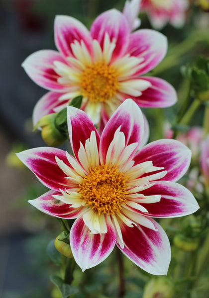 Collarette Dahlie Blumensamen zur Aussaat – leuchtend – Traditionssorte & ohne Gentechnik Samen Hausgarten