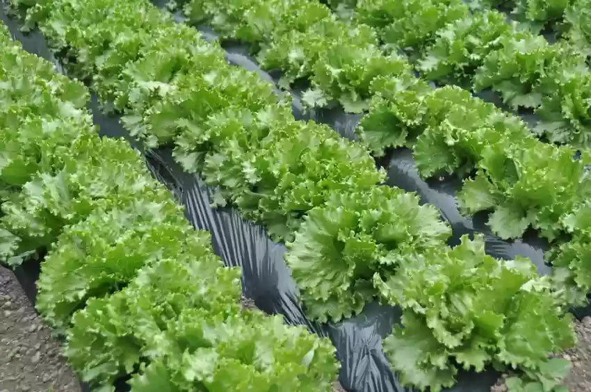 Blattreiche grüne salad pflanze gezogen aus samen