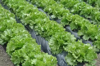 Blattreiche grüne salad pflanze gezogen aus samen