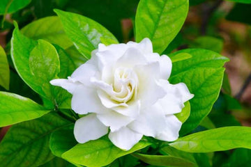Gardenia Blumensamen zur Aussaat duftend Blüten