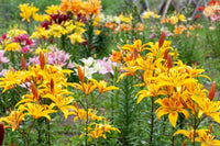 Gelb Braun Lilium Blumensamen zur Aussaat Halbschatten verträglich Traditionssorte & ohne Gentechnik Samen Hausgarten